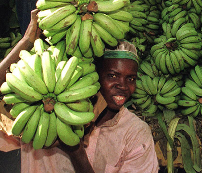 Australian mithiam te pawl in Vitamin A in dimhnak banhla ci thar bawn suak Australian mithiam te pawl in Vitamin A in dimhnak banhla ci thar bawn suak